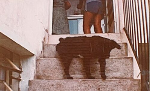 memorias-que-contam-meus-amigos-de-quatro-patas-1