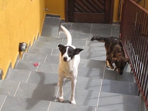 memorias-que-contam-meus-amigos-de-quatro-patas-18