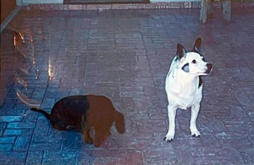 memorias-que-contam-meus-amigos-de-quatro-patas-3