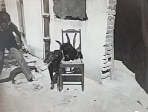 memorias-que-contam-meus-amigos-de-quatro-patas-7