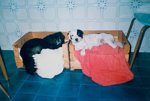 memorias-que-contam-meus-amigos-de-quatro-patas-9