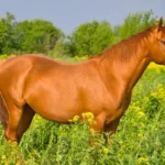 O cavalo e eu, cavalo