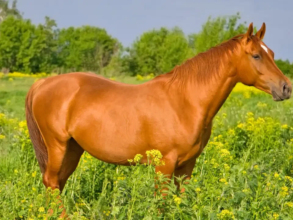 O cavalo e eu, cavalo